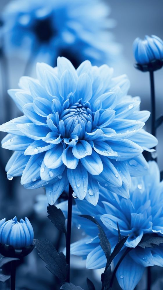 Flower blue monochrome outdoors.