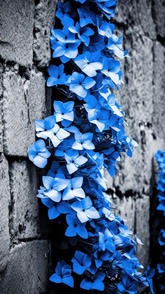 Blue monochrome flower wall.
