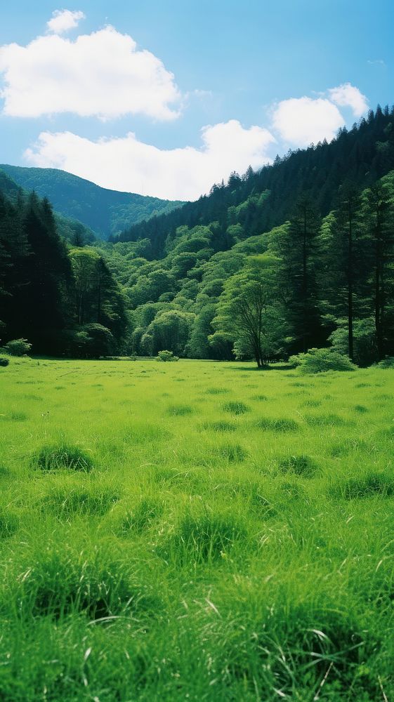Meadow vegetation landscape grassland.