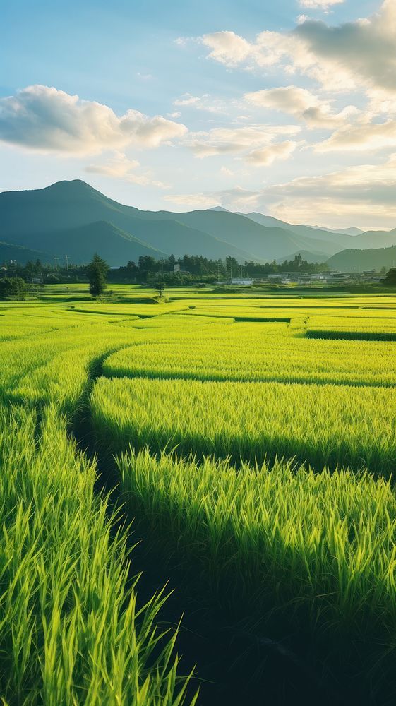 Field landscape outdoors horizon.