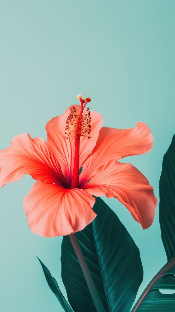 Flower and tropical leaf hibiscus petal plant.
