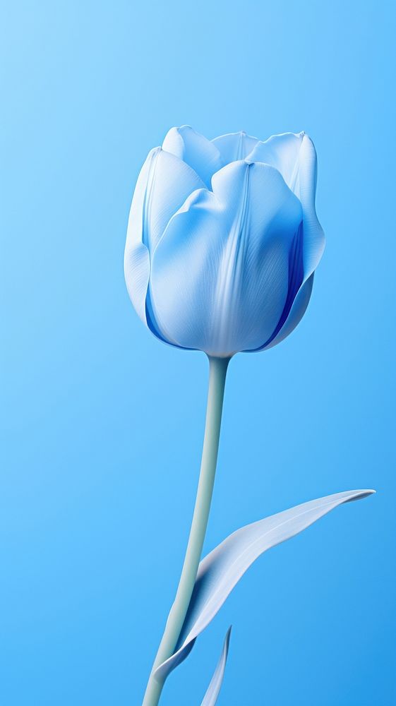 Tulip flower plant blue.