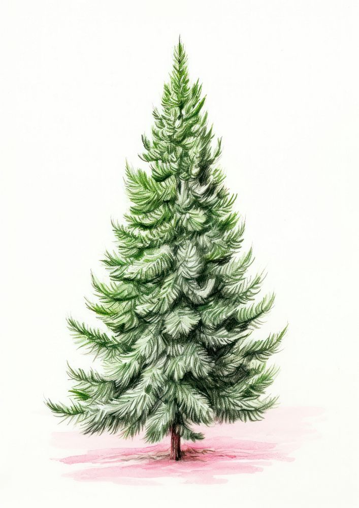 Botanical illustration of a christmas tree crayon plant pine fir.