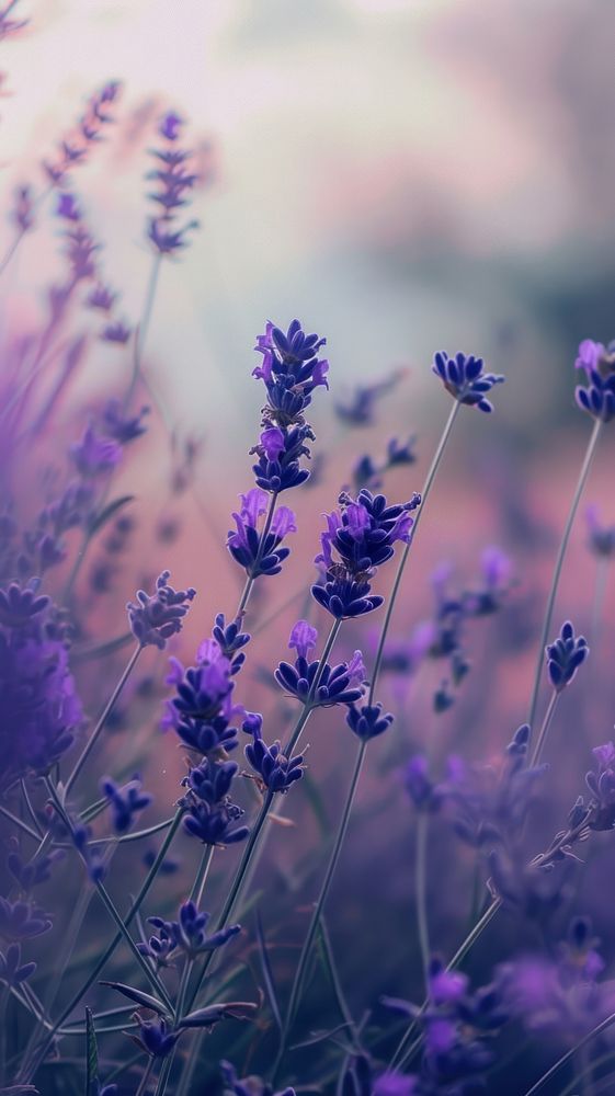 Lavender blossom flower nature.