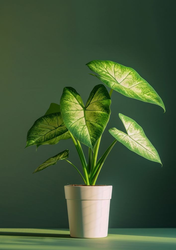 Caladium plant houseplant green leaf.
