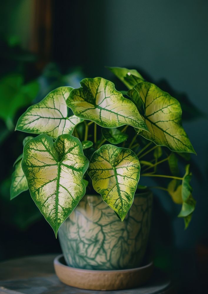 Caladium plant houseplant leaf freshness.