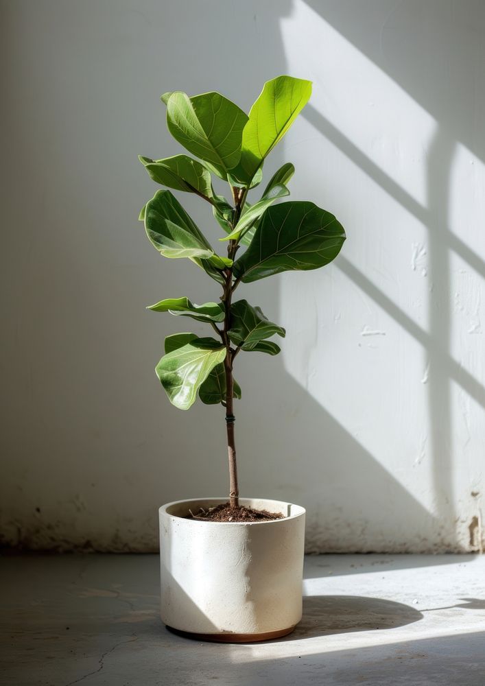 Fiddle-Leaf Fig plant leaf houseplant tree.