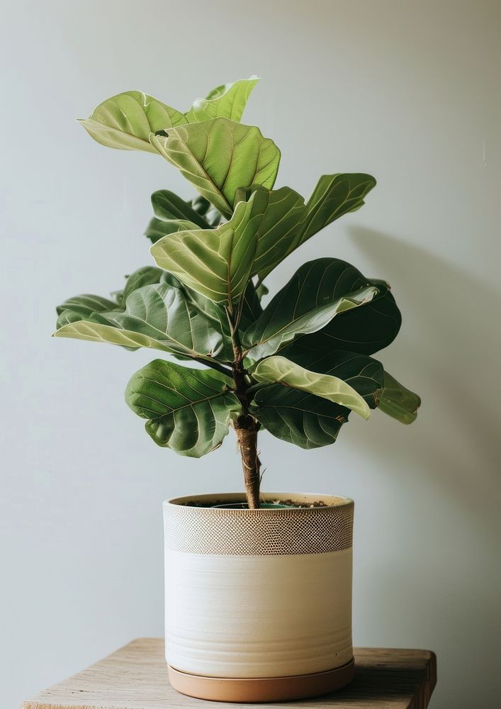 Fiddle-Leaf Fig plant leaf houseplant vase.