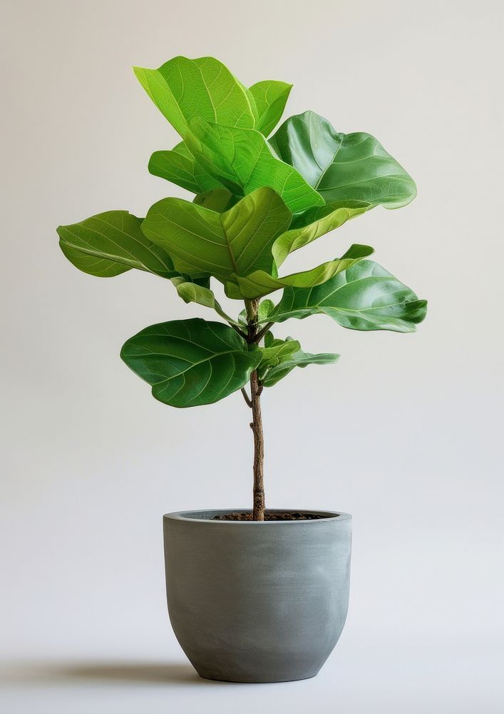Fiddle-Leaf Fig plant leaf houseplant vase.