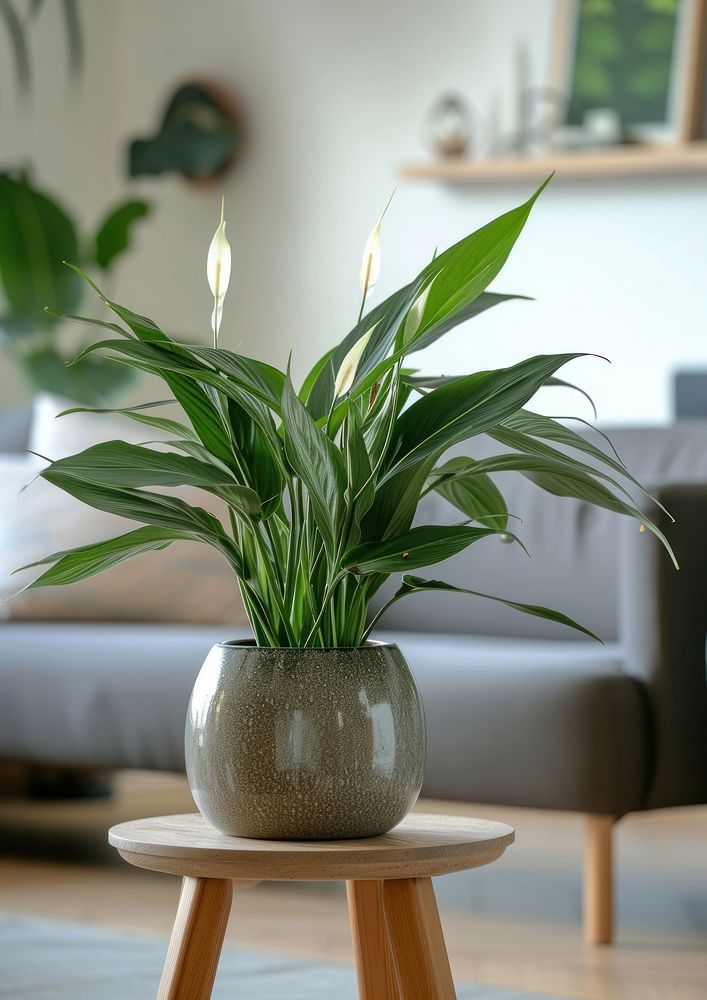 Houseplant flower vase decoration.