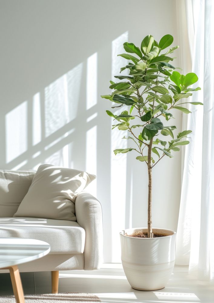 Houseplant furniture bonsai vase.
