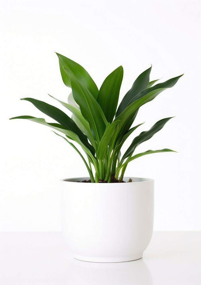 Houseplant white leaf vase.