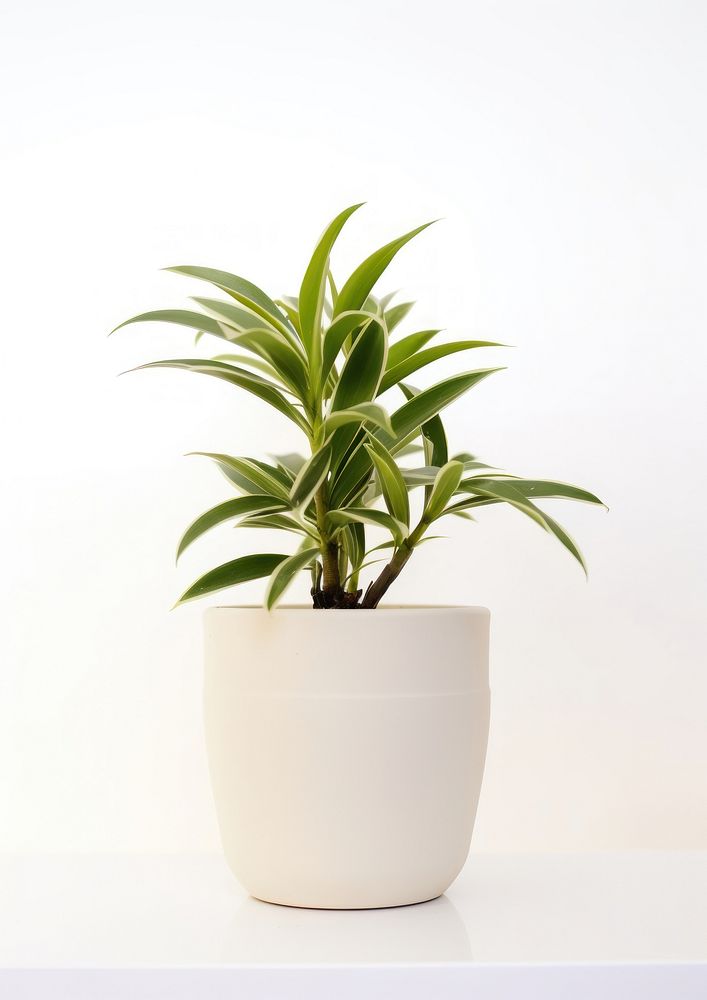 Houseplant leaf vase white background.