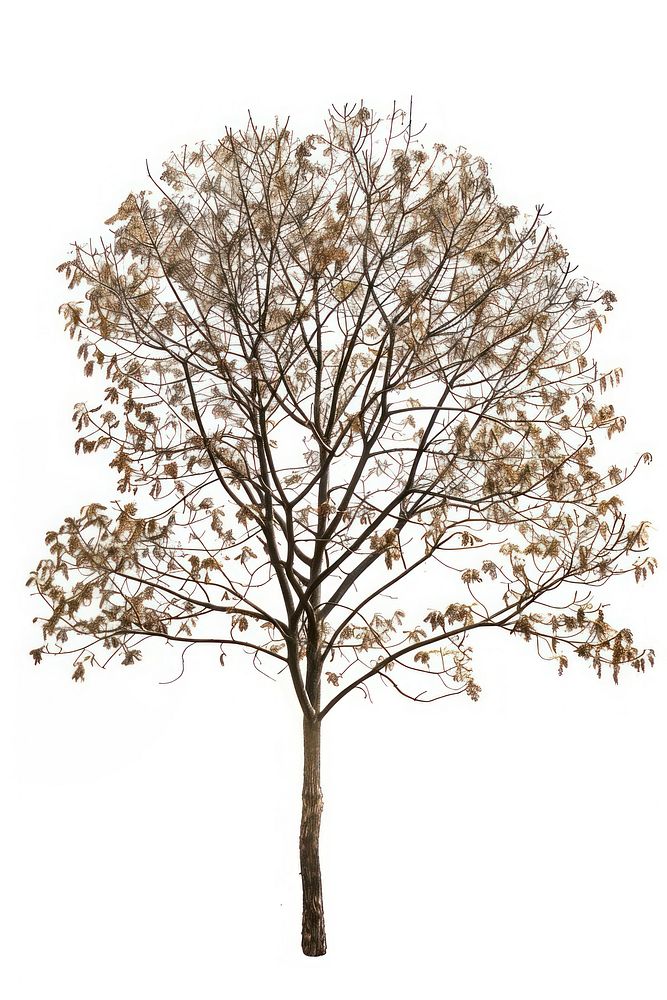 Real Pressed a vintage tree plant white background tranquility.