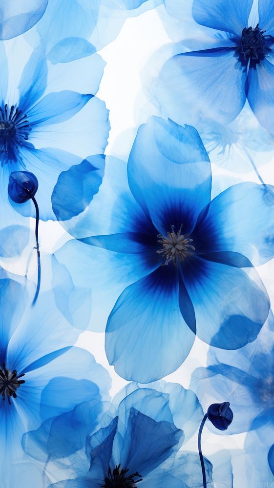 Blue flowers wallpaper nature petal plant.