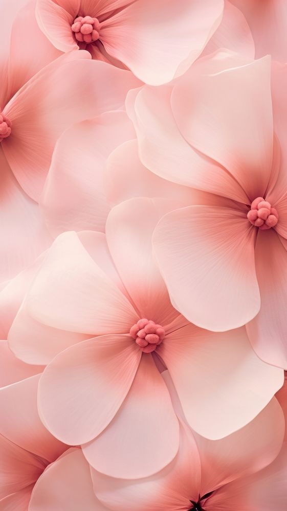 Pink flowers wallpaper abstract petal plant.