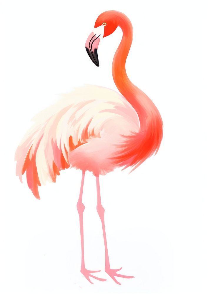 Digital paint illustration of flamingo animal bird white background.