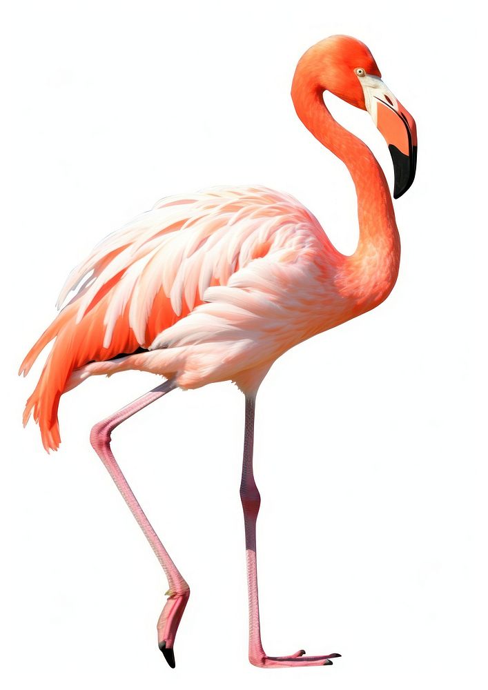 Digital paint illustration of flamingo animal bird white background.