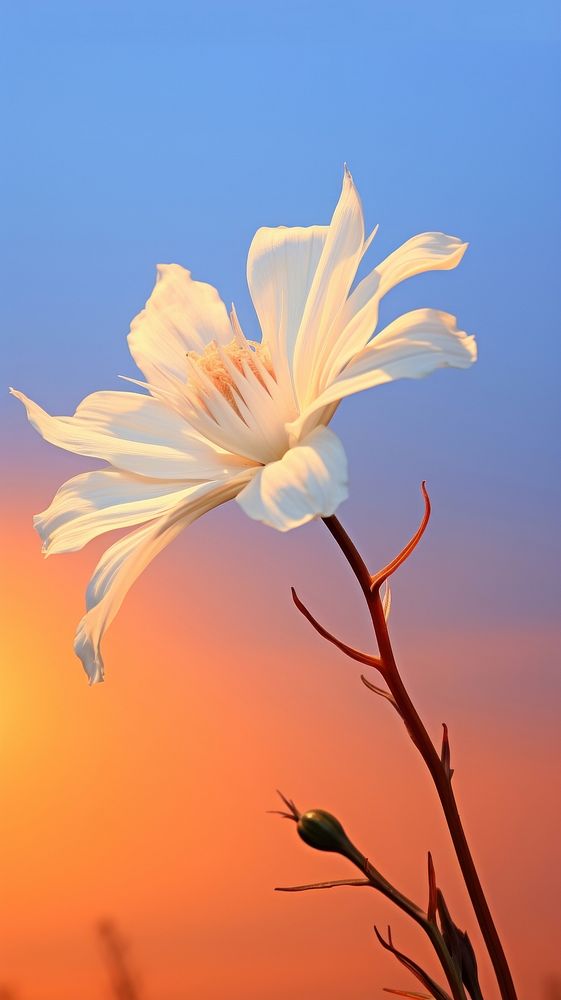 White flower on sunset blossom petal plant.