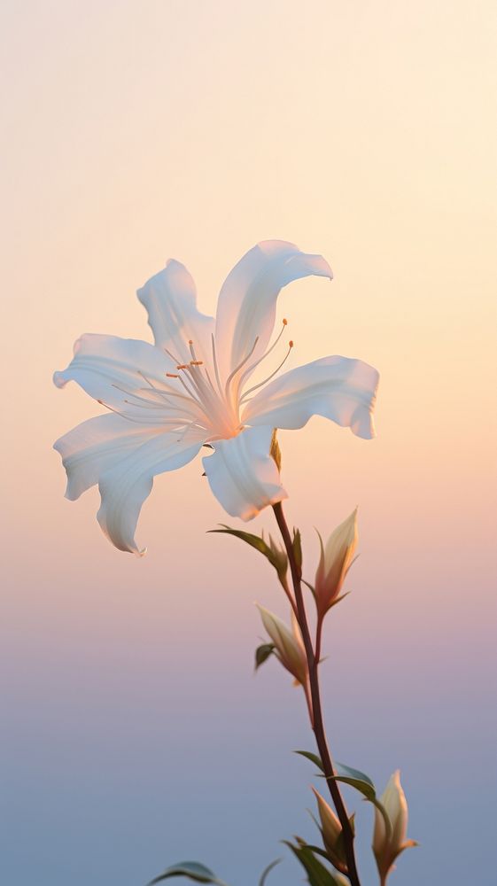 White flower on sunset blossom petal plant.