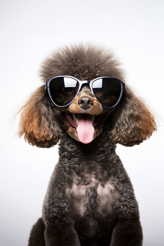 Happy poodle with sunglasses mammal animal pet.