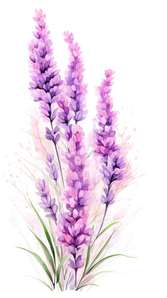 Lavender flower blossom purple plant.