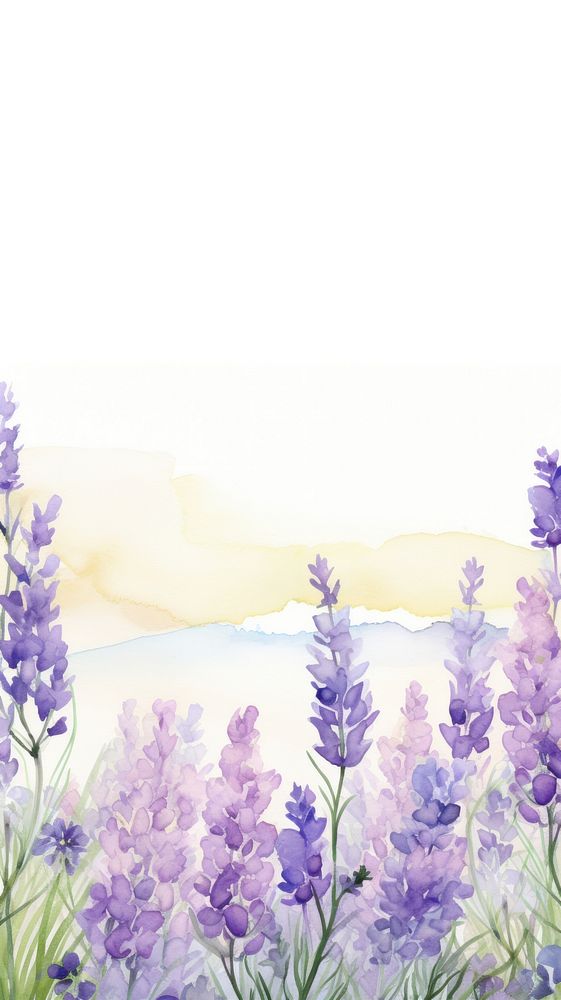 Lavender flower landscape blossom purple.