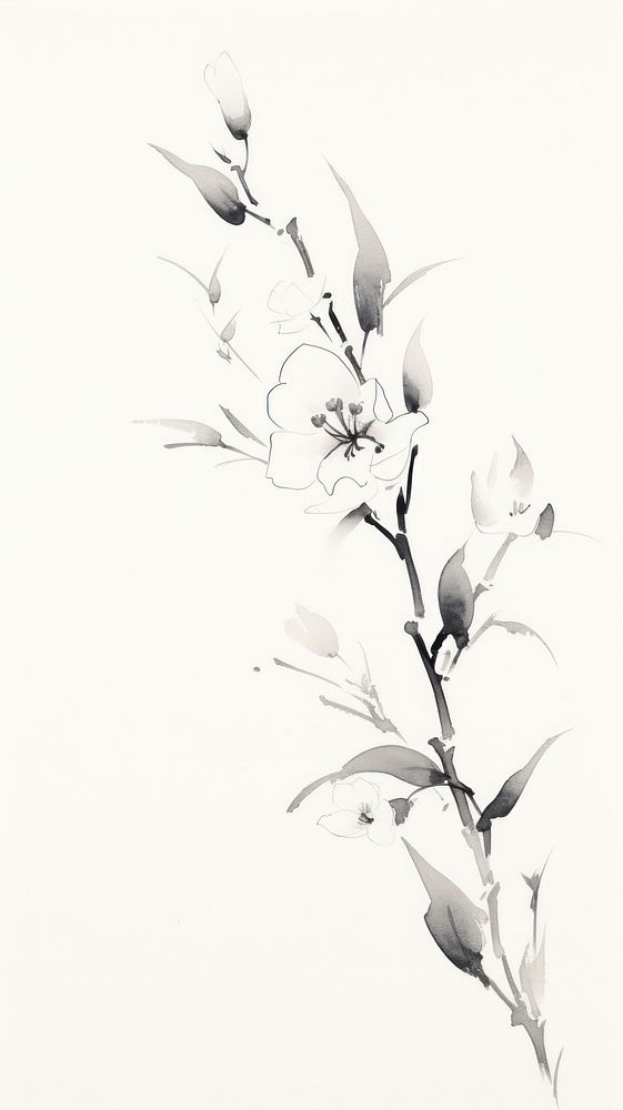 Chinese drawing flower sketch.
