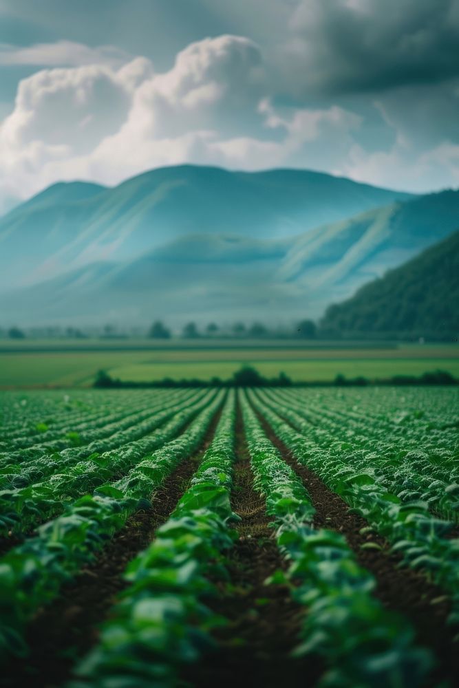 Cabbage agriculture landscape field.