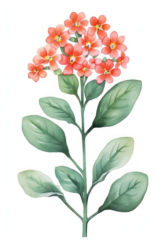 Cute watercolor illustration of a Kalanchoe flower minimal plant petal leaf.