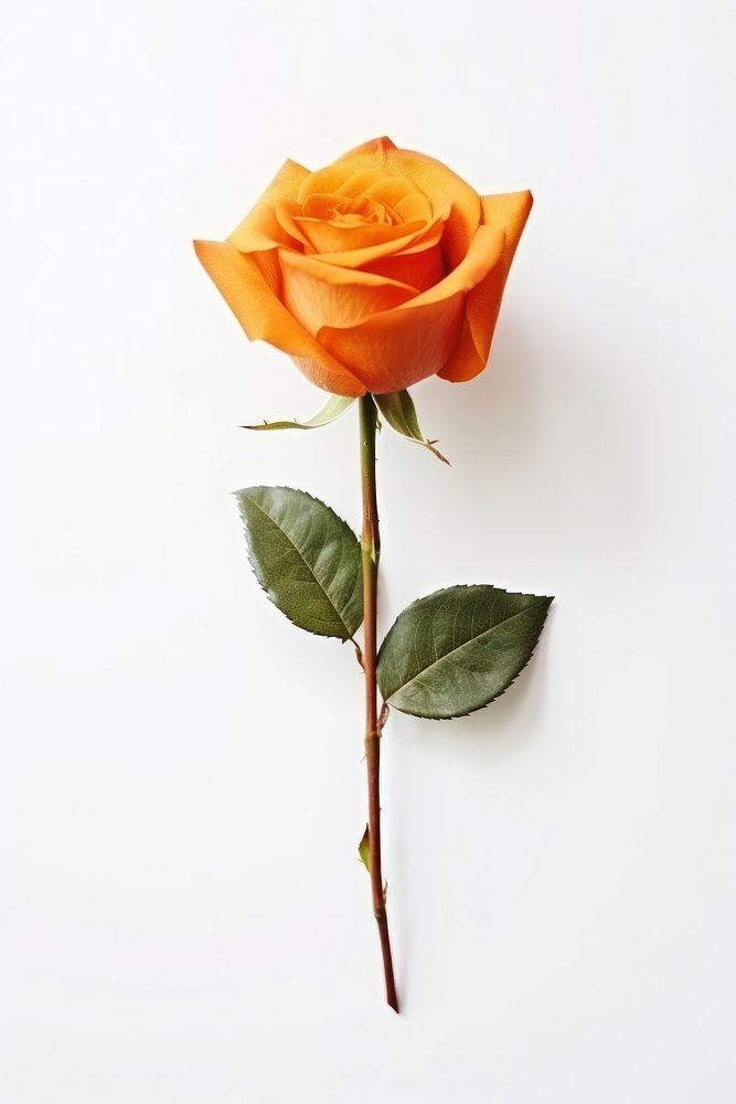 Cute watercolor illustration of a orange Rose flower rose plant white background.