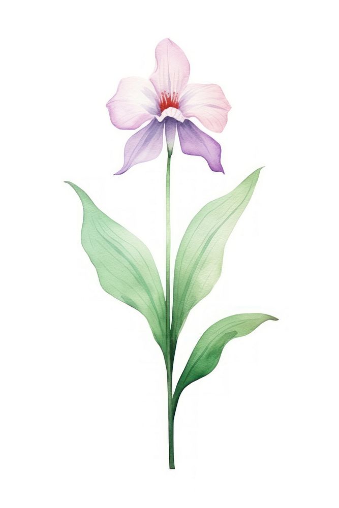Cute watercolor illustration of a Orchid flower minimal orchid petal plant.