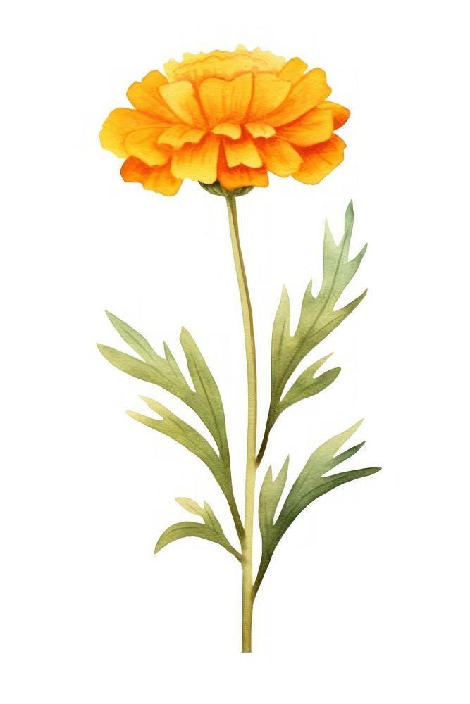 Cute watercolor illustration of a Marigold flower minimal marigold petal plant.