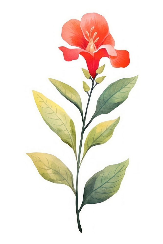 Cute watercolor illustration of a Marvel of Peru flower minimal hibiscus plant leaf.