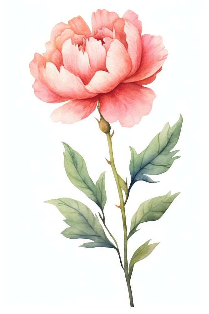 Cute watercolor illustration of a Peony flower minimal plant peony rose.