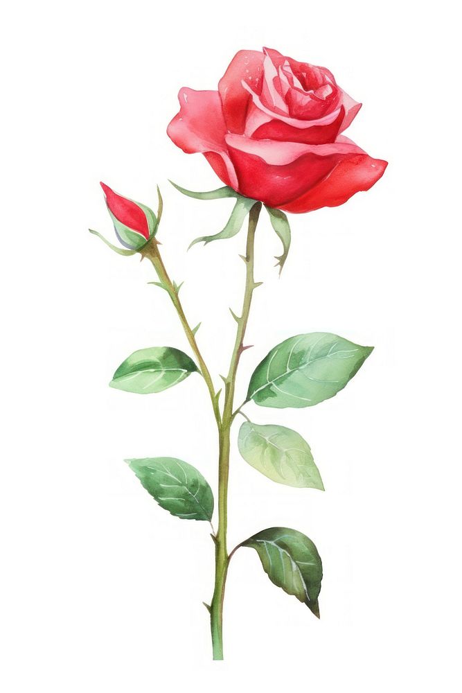 Cute watercolor illustration of a redRose flower rose plant white background.