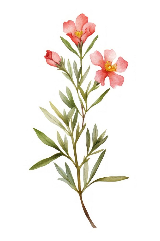 Cute watercolor illustration of a Wax flower blossom plant petal.