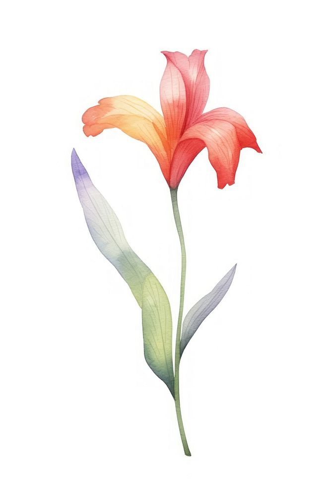 Cute watercolor illustration of a Tailflower petal plant lily.
