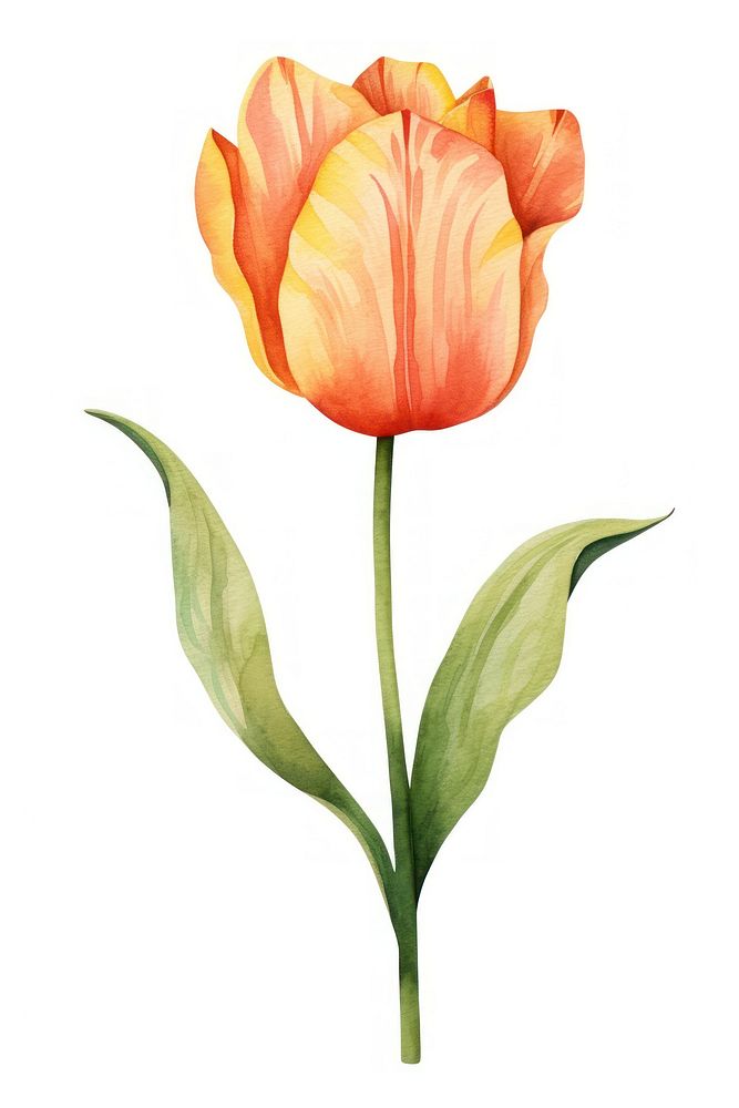 Cute watercolor illustration of a Tulip flower tulip plant white background.