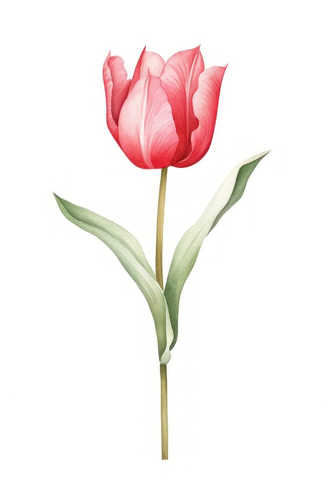 Cute watercolor illustration of a Tulip flower tulip blossom plant.