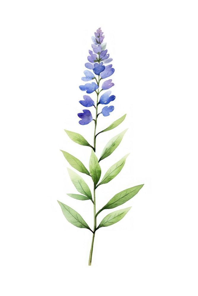 Cute watercolor illustration of a Veronica flower lavender blossom plant.
