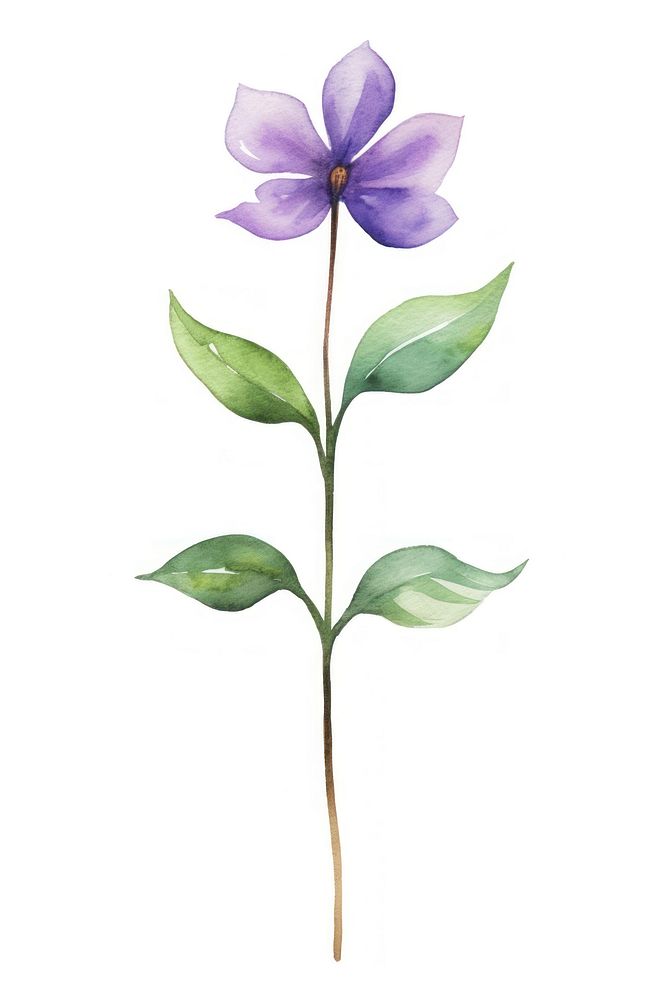 Cute watercolor illustration of a Violet flower violet petal plant.
