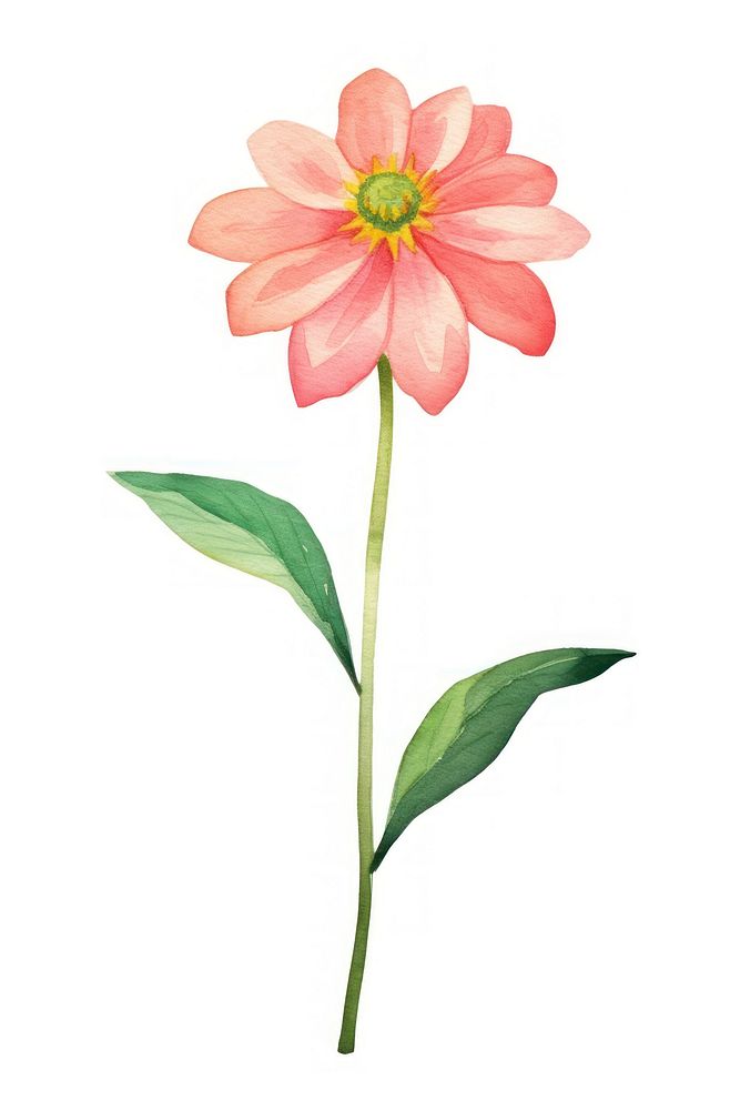 Cute watercolor illustration of a Zinnia flower dahlia petal plant.