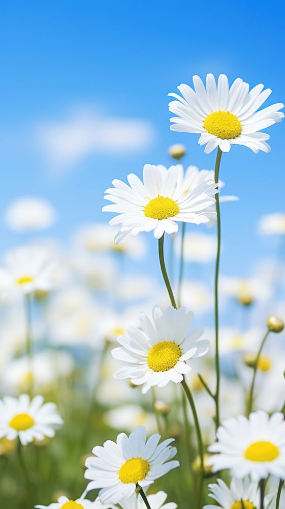 Daisies field landscape outdoors blossom.
