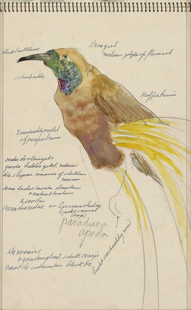 Grote paradijsvogel (1928) by Carel Adolph Lion Cachet