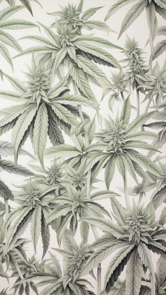 Cannabis buds sketch pattern drawing.