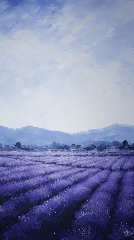 Lavender fields landscape outdoors blossom.