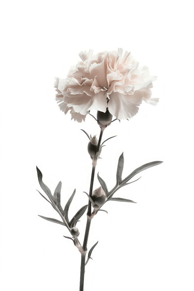 Botanical illustration carnation blossom flower plant.