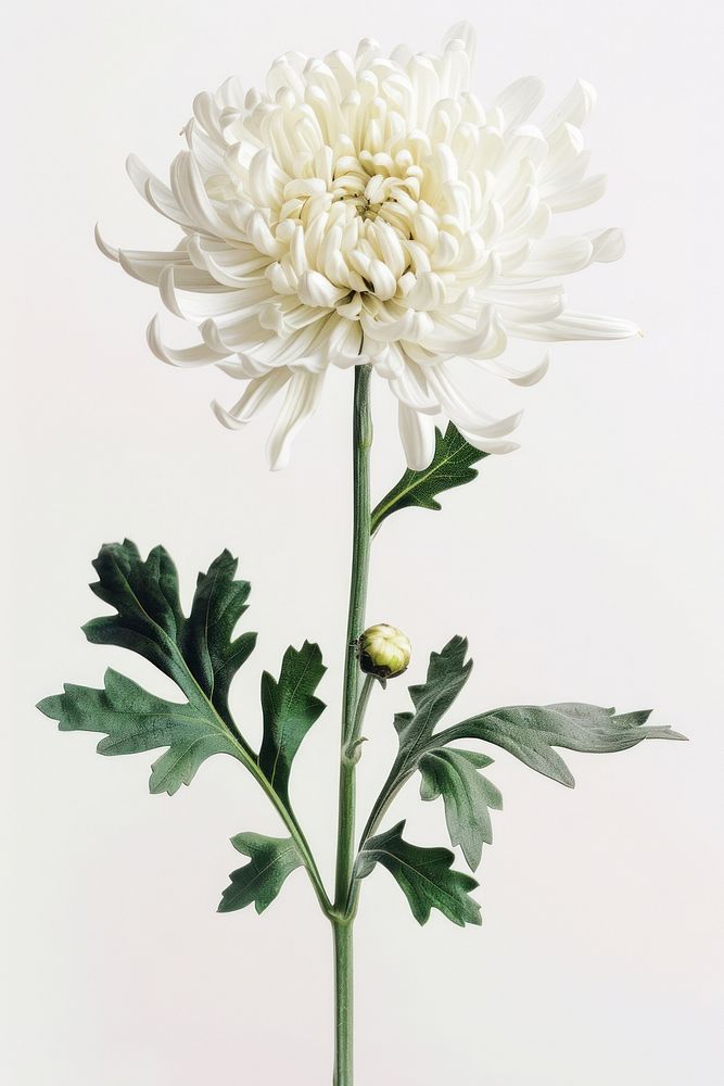 Botanical illustration chrysanthemum chrysanths flower dahlia.