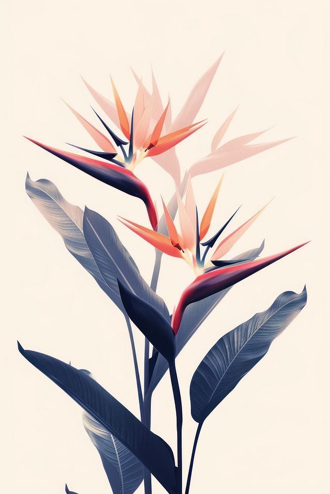 Botanical illustration bird of paradise pattern drawing flower.